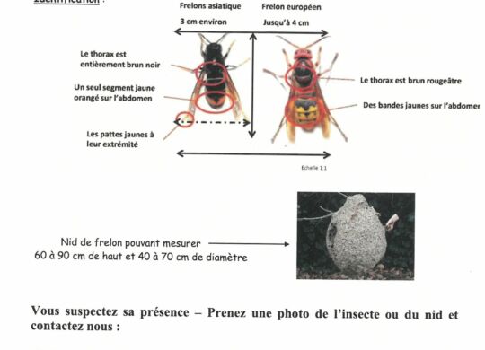 Frelon asiatique